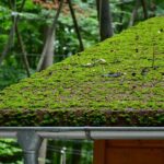 Roof moss cleaning contractor Warwick