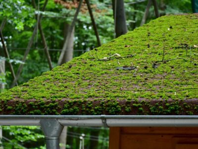 Roof moss cleaning contractor Warwick