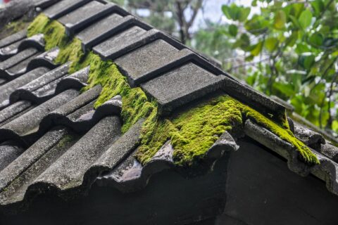 Roof Moss Removal Warwick CV34