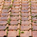 Roof Moss Removal specialists in Warwick