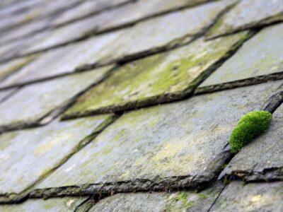 Roof moss clearance in Warwick