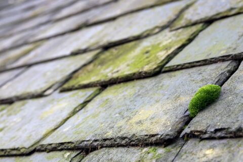 <b>Moss Removal</b> in Warwick